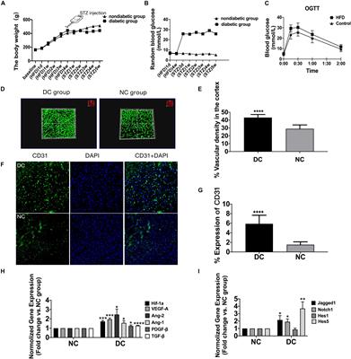 Altered Jagged1-Notch1 Signaling in Enhanced Dysfunctional Neovascularization and Delayed Angiogenesis After Ischemic Stroke in HFD/STZ Induced Type 2 Diabetes Rats